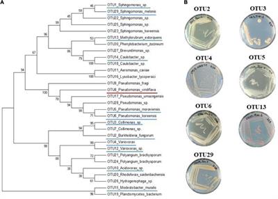 Investigating genetic diversity within the most abundant and prevalent non-pathogenic leaf-associated bacteria interacting with Arabidopsis thaliana in <mark class="highlighted">natural habitats</mark>
